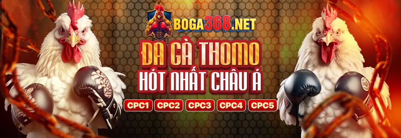 Gà chọi dũng mãnh trên nền tảng mb6666 nhà cái